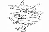 Sharks Aquarium Monterey sketch template