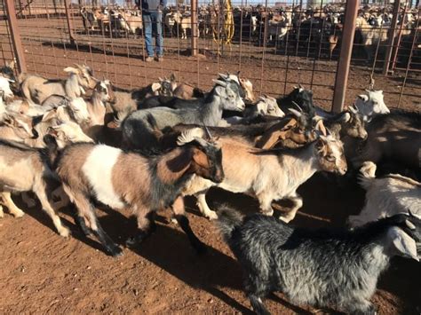 Lot 17 300 Goats Mixed Sex Auctionsplus