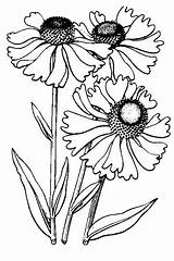 Line Flower Flowers Drawing Drawings Coloring Pencil Cornflower Patterns Watercolor Embroidery Visit Helenium Para Printables Kay Mcmillen Via Sketches sketch template