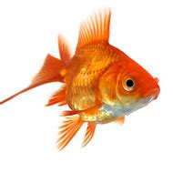 mrcvsonline constipated goldfish   pound surgery