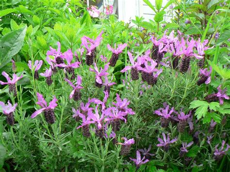 herbal  critter forage  healthy chickens wolf camp