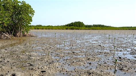 mangrove restorations fail