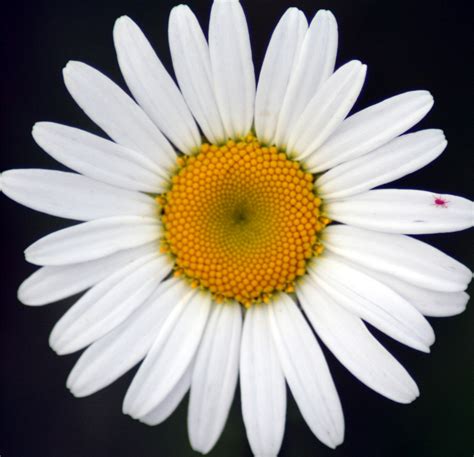 flower picture daisy flower