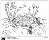 Turtles Contest Harriscenter sketch template