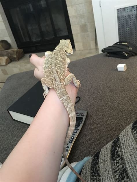 Extremely Pale Not Sure If This Is Safe Bearded Dragon