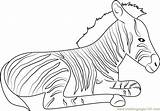 Zebra Relaxing Coloringpages101 sketch template
