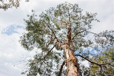 paperbark tree stately paperbarks    phot flickr