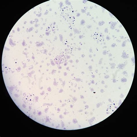 cells   microscope