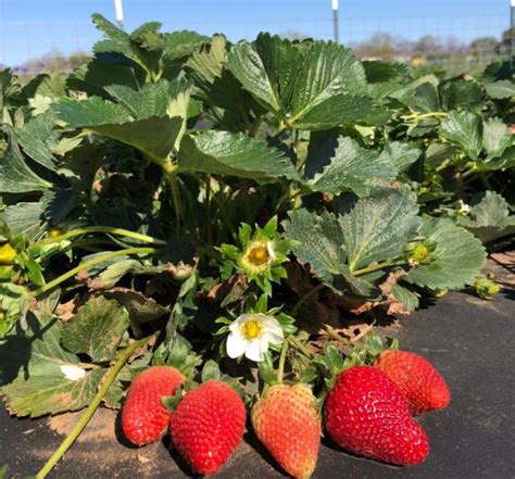 local farms open  strawberry picking  family