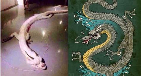 real mythical dragon captured  chinese unexplained mysteries