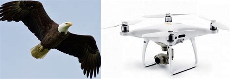 bald eagle attacks shoreline mapping drone drops   lake michigan uas vision