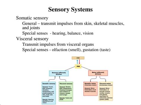 Sensory Systems Online Presentation