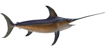 swordfish broadbill fish mounts official site
