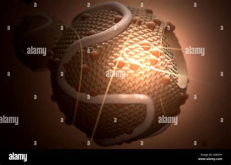 high density lipoprotein high resolution stock photography  images alamy