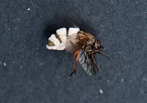 fly species naturespot
