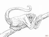 Coloring Pages Monkey Library Realistic sketch template