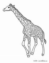 Giraffe Girafa Jerapah Mewarnai Colorir Jirafas Coloriage Jirafa Giraffes Diwarnai Imprimir Vea Imágenes Hellokids sketch template