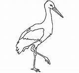 Stork Coloring Coloringcrew Pedro Colored sketch template