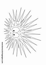 Urchin Sea Coloring Urchins Drawing Pages Template Getdrawings Kids sketch template