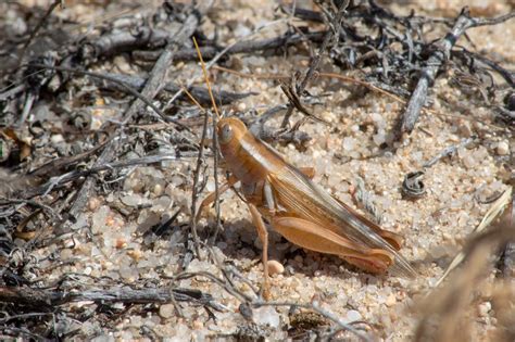 grasshopper sp unknown pueblo county   flickr