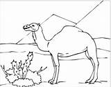 Desert Coloring Pages Camel Sahara Kids Drawing Animals Animal Camels Clipart Colouring Clip Sketch Color Sphinx Sketches Printable Library Getcolorings sketch template