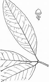 Oak Quercus Genus Pointed sketch template