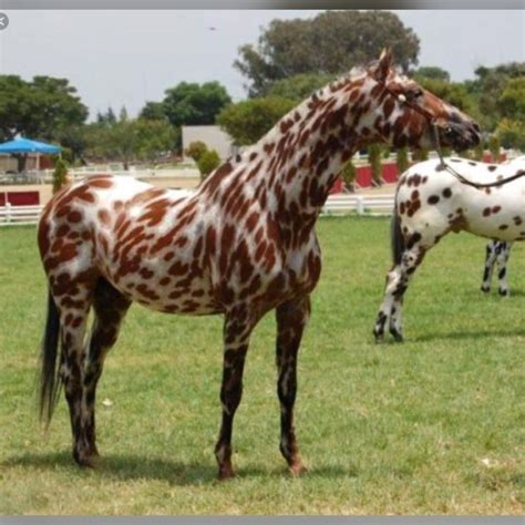 beautiful leopard appaloosa rare horses horses  dogs wild horses