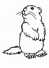 Woodchuck Murmeltier Zum Malvorlagen Pradera Colorear Perritos Groundhogs Ausmalen sketch template