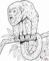Monkey Coloring Pages Howler Tree Tamarin Printable Monkeys Realistic Color Snow Primate Designlooter Sheet Print Comments Sitting Onlinecoloringpages 78kb 2134 sketch template