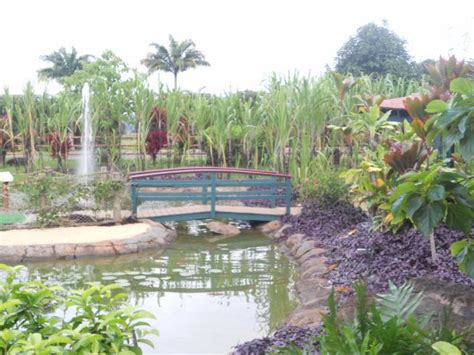 japanese garden picture of kauai mini golf and botanical gardens kilauea tripadvisor