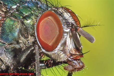 extreme close up of fly bnss
