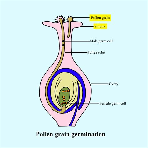 draw  diagram showing germination  pollen  stigma label  parts