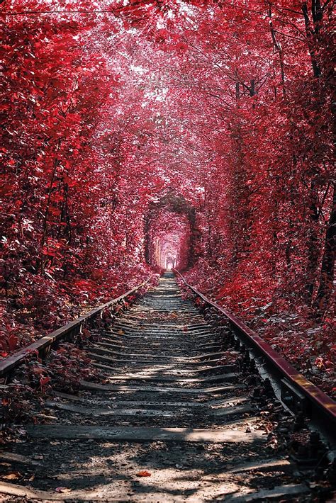 Here S Why The Tunnel Of Love In The Ukraine Is A Must Vist Worldatlas