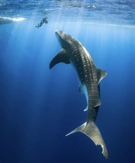 size   whale shark compared   diver