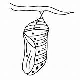 Pupa Chrysalis Clipart Coloring Pages Butterfly Cocoon Kids Eggs Cycle Life Cliparts Clip Worksheets Clipground Di Library Articolo sketch template