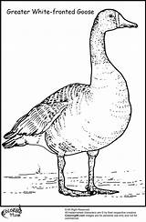 Coloring Geese Fronted Designlooter sketch template