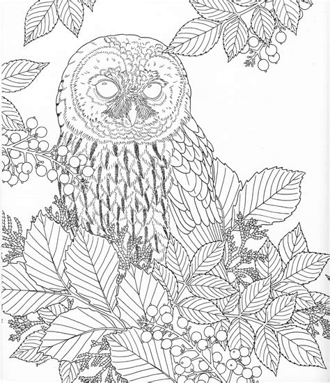 nature coloring pages  adults  kids