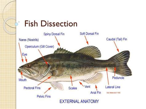 perch fish external anatomy sea  fish