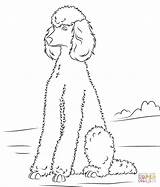 Coloring Pages Poodle Dog Dogs Poodles Printable Sitting Standard Baby Para Print Drawn Size Drawing Supercoloring Toy Clip Library Desenhos sketch template
