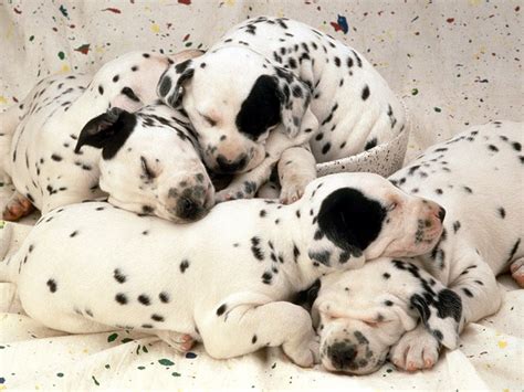 dalmatian cute puppies pictures cute puppies pictures puppy