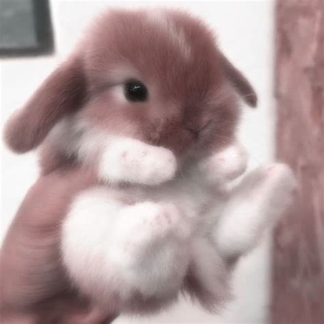 small brown  white rabbit  holding  front paws   air