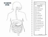 System Excretory Template Digestive Coloring sketch template