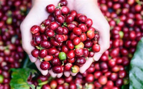 Giá Cà Phê Ngày 26 1 Cà Phê Robusta Tiếp Tục Tăng Giá Mạnh Hình Thành