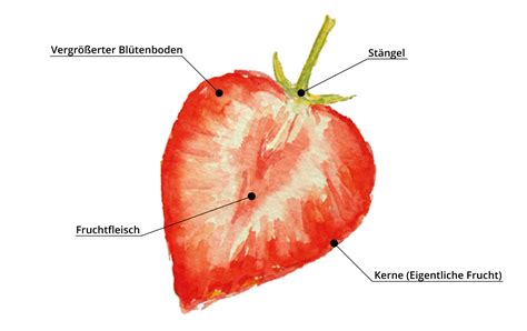 erdbeeren erdbeerland ernst funck erdbeeren spargel