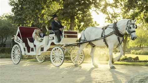 photo white horse carriage carriage cart horse