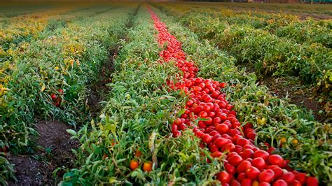 hort innovation processing tomato fund