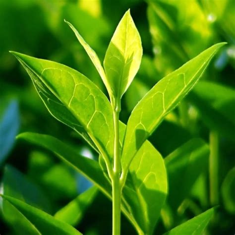 buy tea plant camellia sinensis    price  plantsgurucom