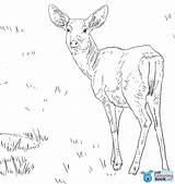 Deer Biche Mule Venado Cervo Hembra Bura Mulo Supercoloring Ciervo Ciervos Vu sketch template
