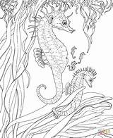 Coloring Seahorse Pages Print Sea Printable Colouring Color Seahorses Kids Animals Advanced sketch template