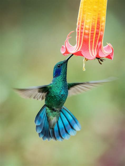colors attract hummingbirds    colors